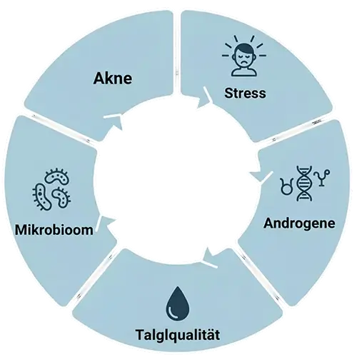Diagram showing the chain reaction from stress to acne