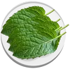 Spearmint Extract